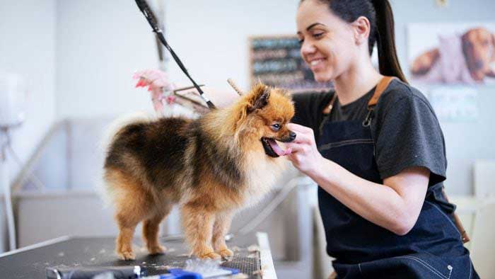 [photo] - dog groomer pomeranian